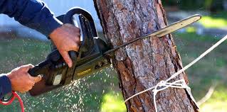 Best Hedge Trimming  in Ronkonkoma, NY