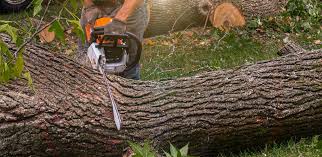 Ronkonkoma, NY Tree Care Company