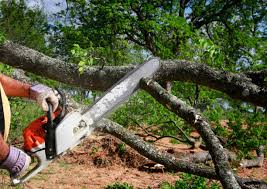 Best Fruit Tree Pruning  in Ronkonkoma, NY