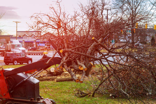 Ronkonkoma, NY Tree Care Pros