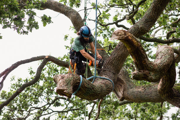 Best Tree Health Inspection  in Ronkonkoma, NY