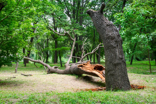 Best Landscape Design and Installation  in Ronkonkoma, NY