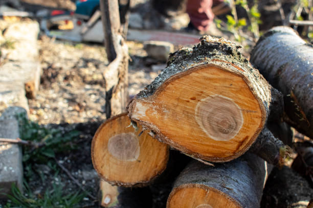 Best Emergency Tree Removal  in Ronkonkoma, NY