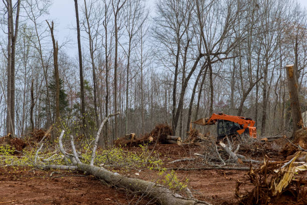 Best Tree Removal  in Ronkonkoma, NY