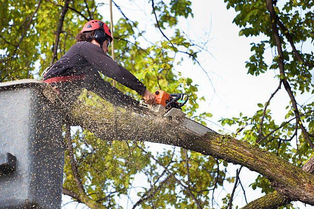 Best Tree Risk Assessment  in Ronkonkoma, NY