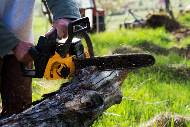 Best Arborist Consultation Services  in Ronkonkoma, NY