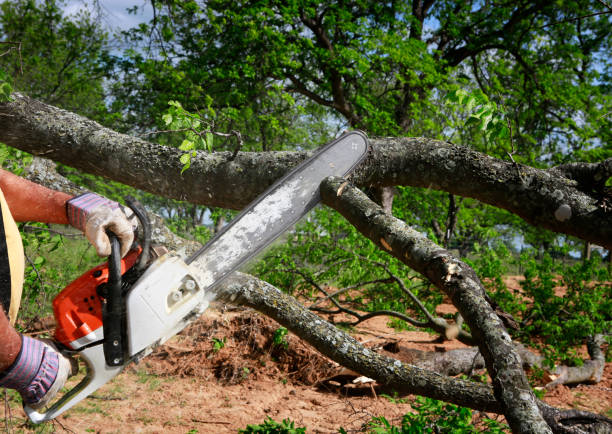 Best Tree and Shrub Care  in Ronkonkoma, NY