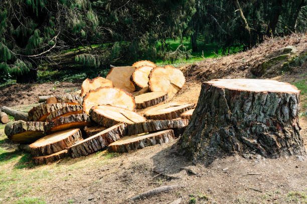 Best Emergency Tree Removal  in Ronkonkoma, NY